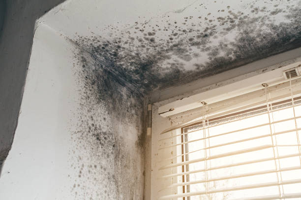 Affordable Black Mold Remediation solutions in Lakeside, OR